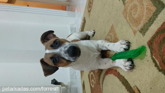 Forrest Erkek Jack Russell Terrier