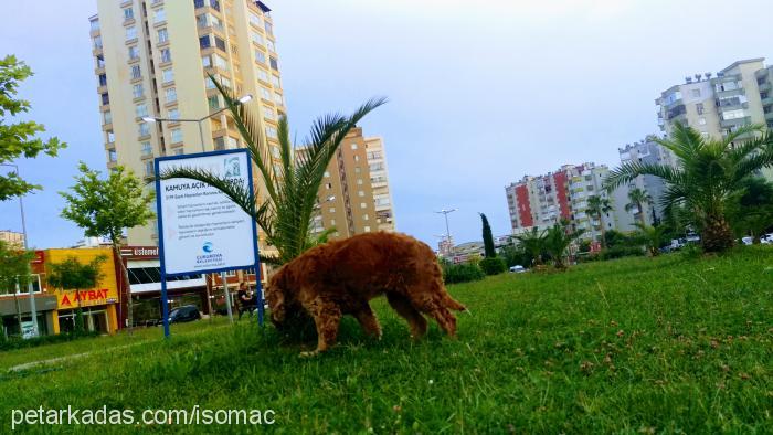 badem Dişi Amerikan Cocker Spaniel