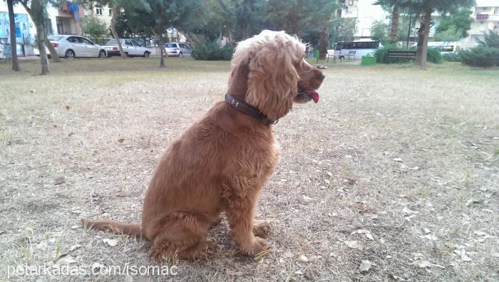 badem Dişi Amerikan Cocker Spaniel