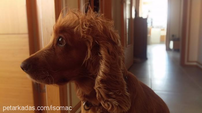 badem Dişi Amerikan Cocker Spaniel