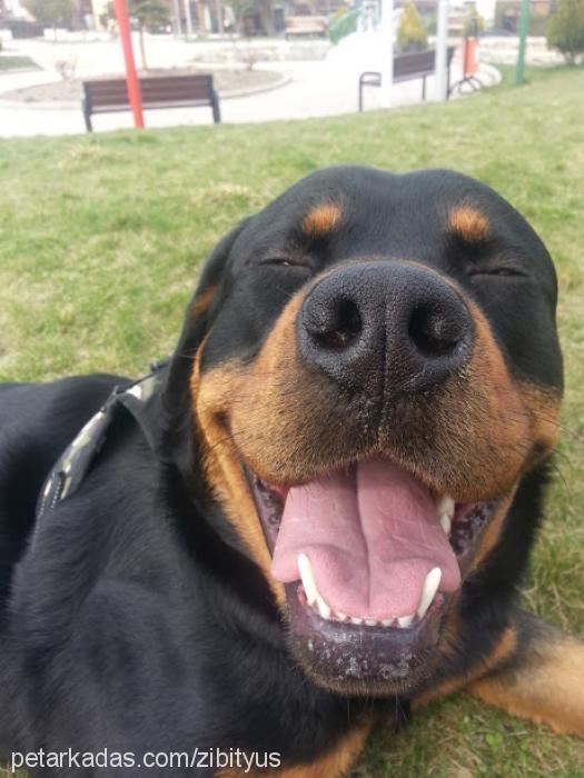 rex Erkek Rottweiler