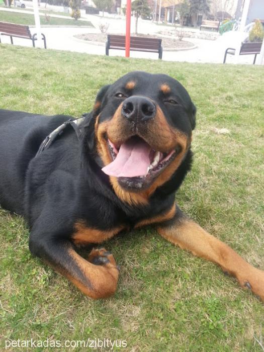 rex Erkek Rottweiler