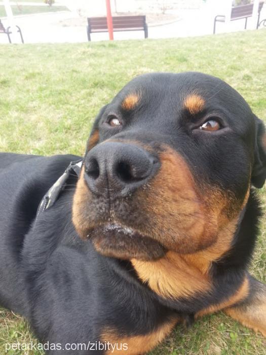 rex Erkek Rottweiler