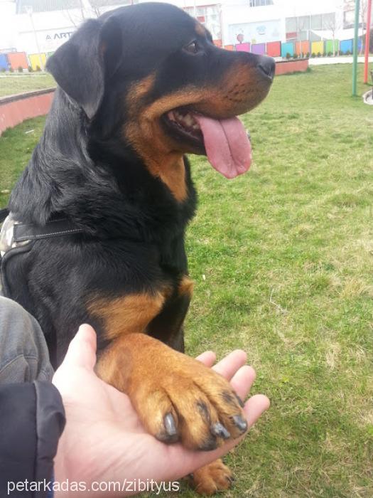 rex Erkek Rottweiler