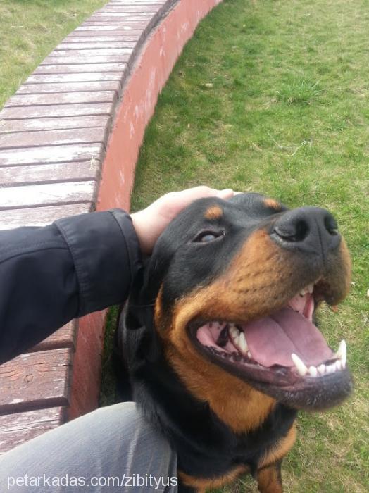 rex Erkek Rottweiler