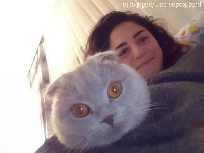 arya Dişi Scottish Fold