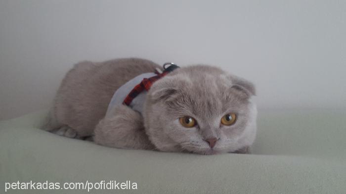 arya Dişi Scottish Fold