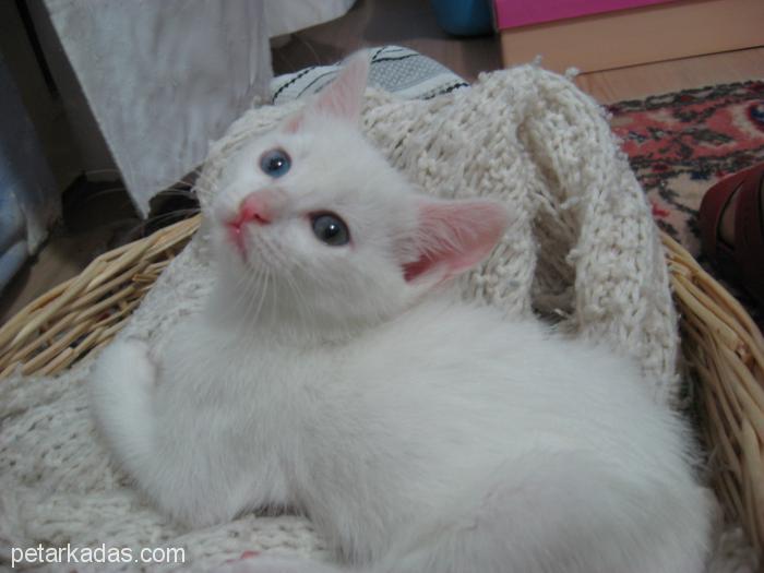Beyaz Kelebe, Ücretsiz Kedi, İzmir