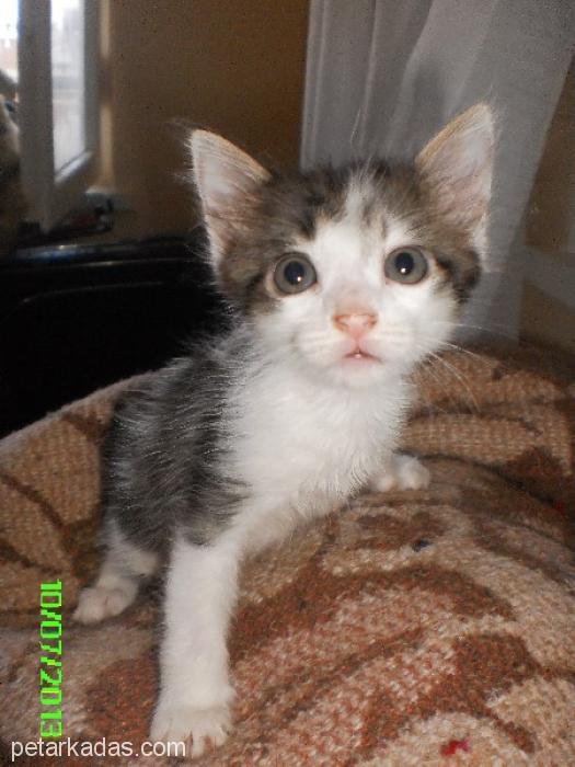 Van Kedisi Melez Bebekler 1.5 Aylık, Ücretsiz Kedi, Antalya