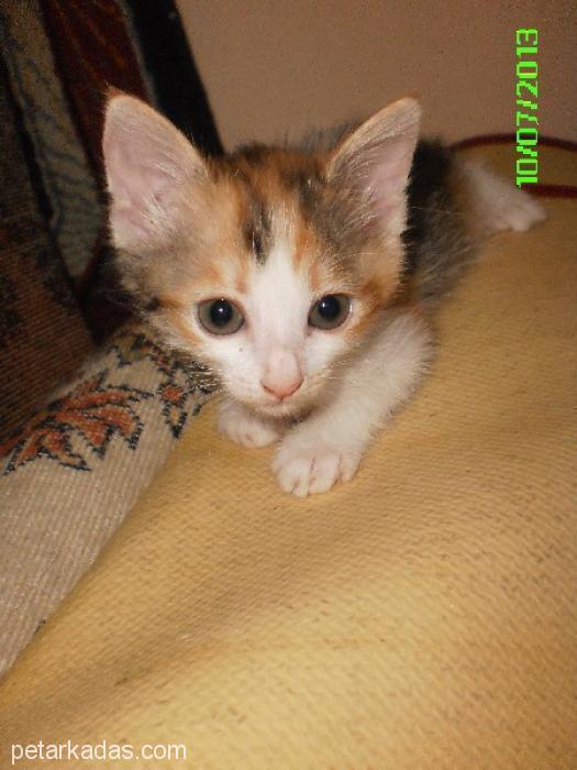 Van Kedisi Melez Bebekler 1.5 Aylık, Ücretsiz Kedi, Antalya