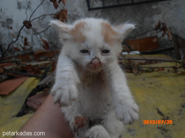 Yuvarlak Suratlı Uzun Tüylü Yavru Kedi, , Ücretsiz Kedi, İstanbul