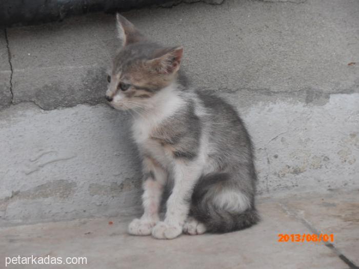 Gri Yavru Kedi, , Ücretsiz Kedi, İstanbul