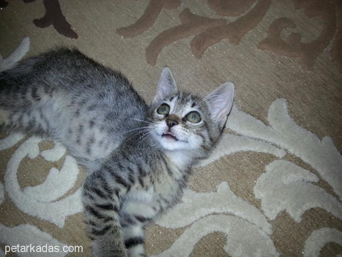 Sevgidolu Mısır Mau Kedileri Özenli Aileler Arıyor, , Ücretsiz Kedi
