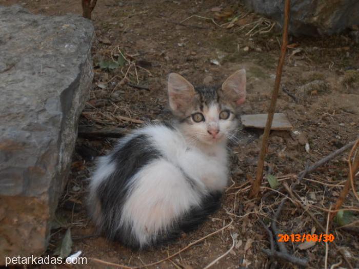 Uzun Tüylü Pofuduk Yavru Kedi, , Ücretsiz Kedi, İstanbul
