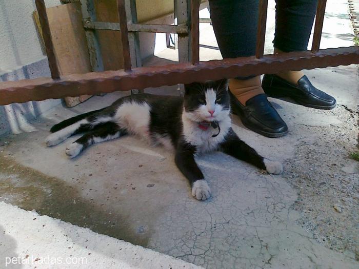 Şirin Kı, Ücretsiz Kedi, Ankara