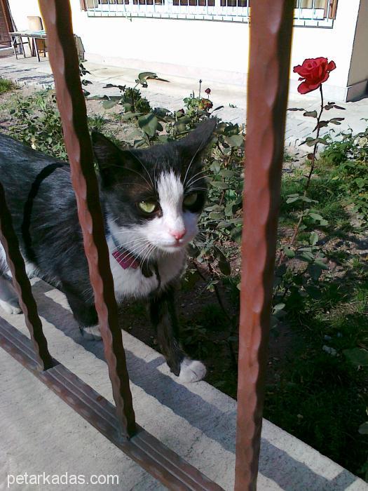 Şirin Kı, Ücretsiz Kedi, Ankara