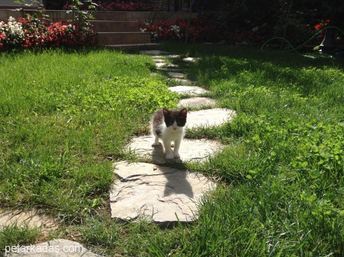 İstanbul 2 Aylık Uzun Tüylü Siyah Beyaz Yavru Dişi Kedi, , Ücretsiz