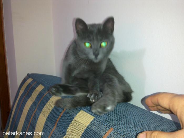 İzmir Buca Mavi Rus Kedisi Acil Sahiplendirmek İstiyoru, Ücretsiz Kedi