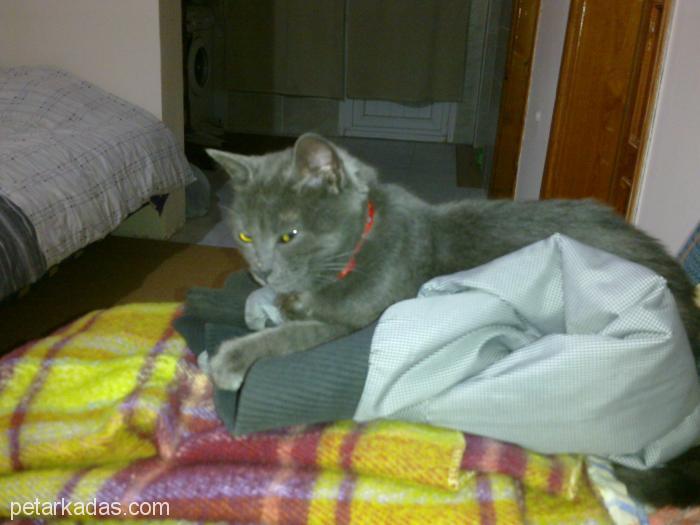 İzmir Buca Mavi Rus Kedisi Acil Sahiplendirmek İstiyoru, Ücretsiz Kedi