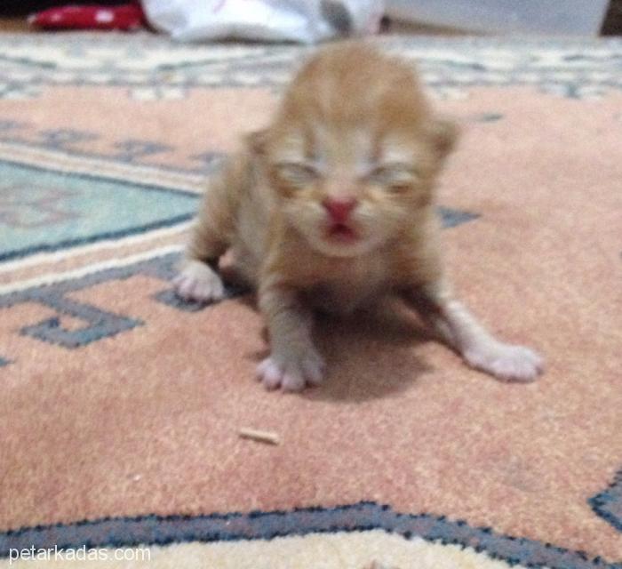 Acil Yeni Doğmuş Kedi !, Çanakkale, Çanakkale, , Ücretsiz Kedi