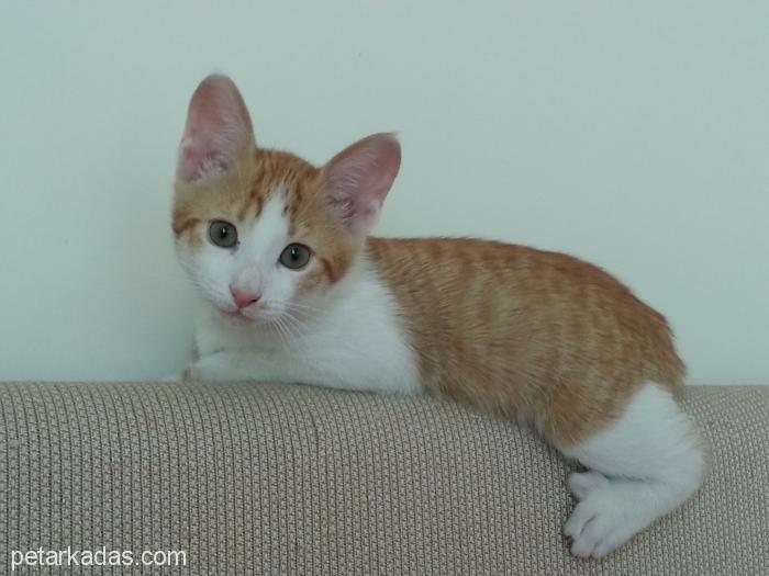 Safranbolu�Da 9 Haftalık Erkek Kedi,, Ücretsiz Kedi, Karabük