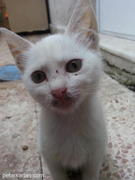 3 Aylık Bembeyaz Dördüzler Yuva Arıyo, Ücretsiz Kedi, İzmir