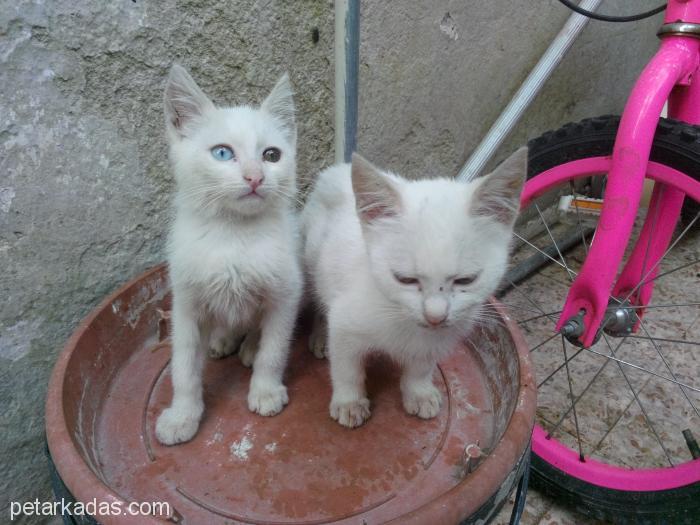 3 Aylık Bembeyaz Dördüzler Yuva Arıyo, Ücretsiz Kedi, İzmir