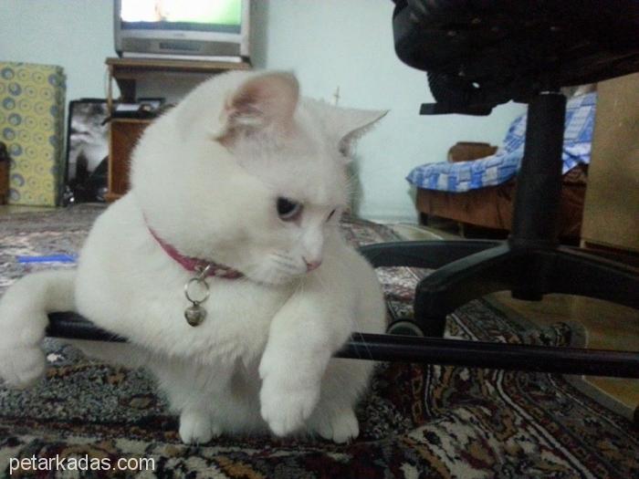 Pamuk Bir Kedi İle Geçirebilceğiniz Enler Tam Bir Ankara Kedisi