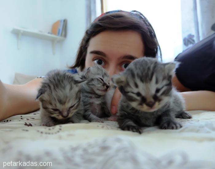 Chinchilla Cinsi Kızımın Yavrular, Ücretsiz Kedi, Bursa