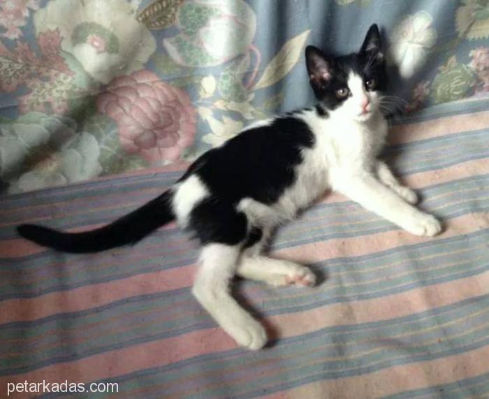 Kanadalı Dostlarımın Bulduğu Tuxedo Cat Minik İçin Yuva Arıyorum