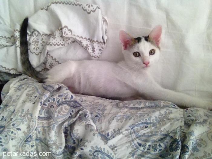 2,5 Aylık Dişi Kedi Chinchilla Tekir Kırması Yuva Arıyoruuuzz