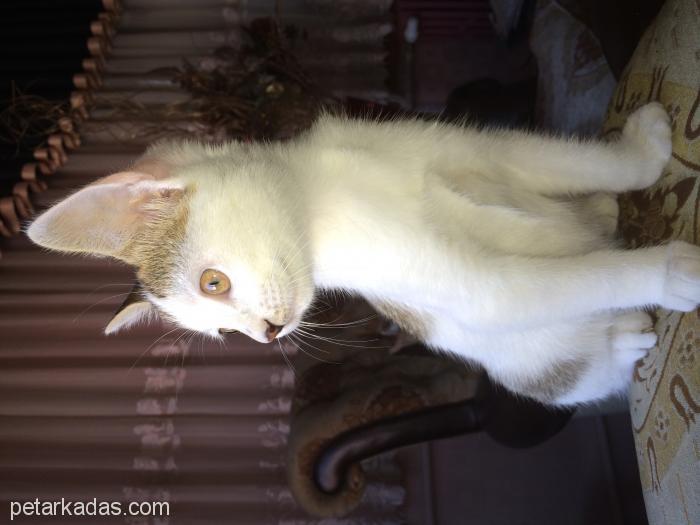 Minik Kedi Yuvasını Arıy, Ücretsiz Kedi, Konya