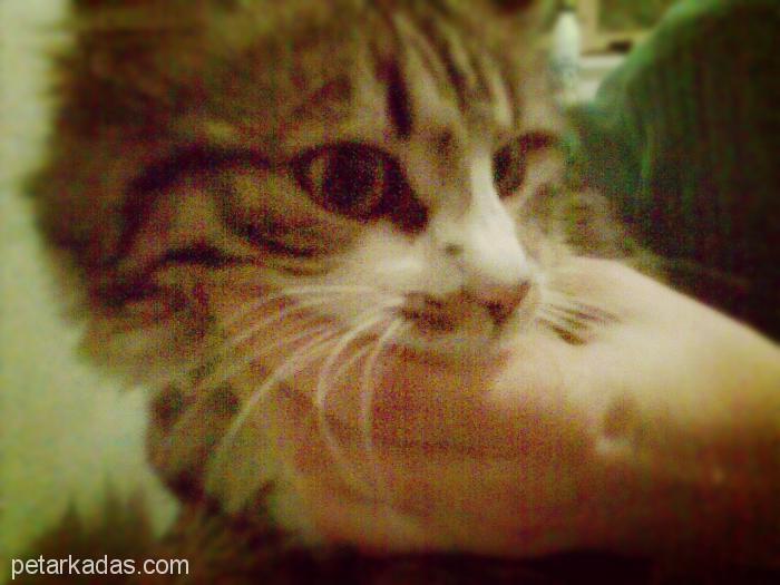 Boncuk Gözlüme Sahi, Ücretsiz Kedi, Niğde