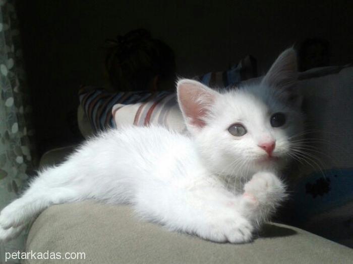 3 Aylık Van Kedisi Yeni Yuvasını Arıyor, Ücretsiz Kedi, Kayseri