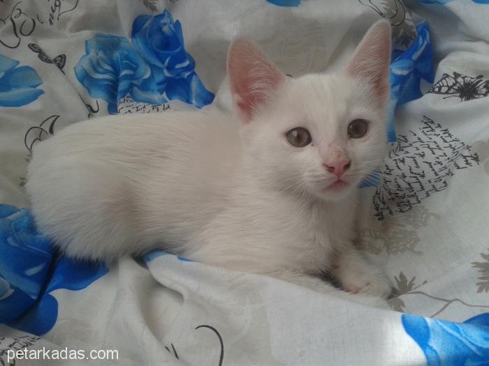 İki Aylık Van Kedisi, Ücretsiz Kedi, Kayseri
