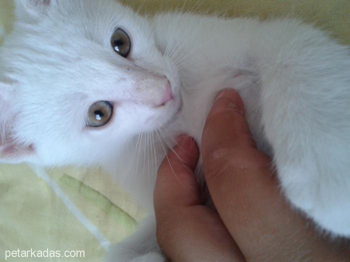 İki Aylık Van Kedisi, Ücretsiz Kedi, Kayseri