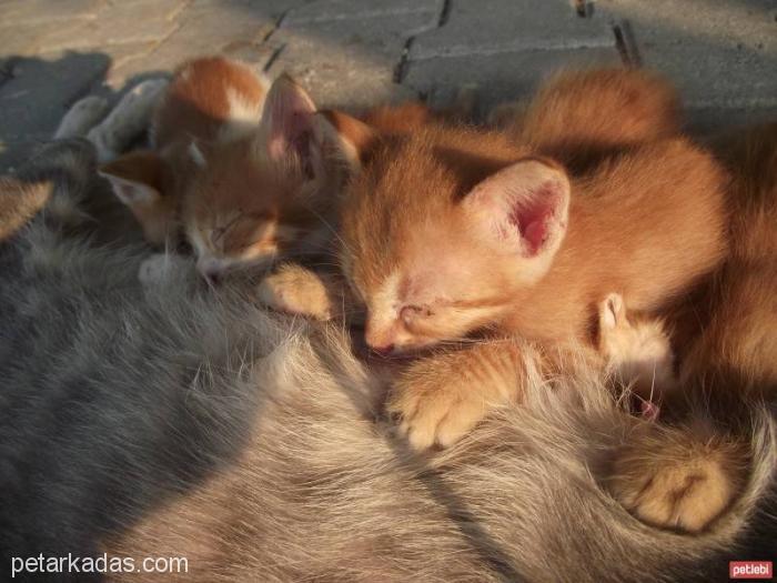 5 Tane Gözlerini Yeni Açmış Yavru Kedi, Adana