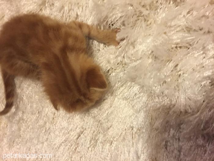 Yeni Doğmuş Sarı Kedi İsteyenler Acil Ulaşsı, Ücretsiz Kedi, Mardin