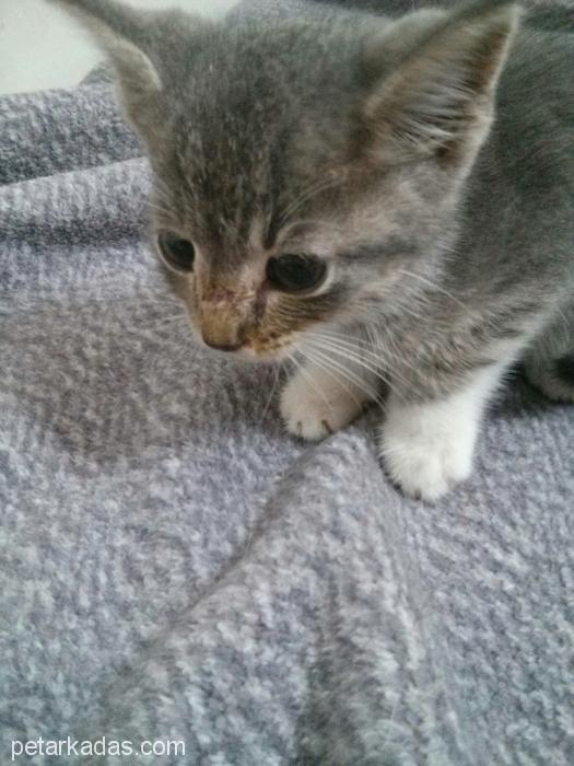 Cep Kedisi Yuva Arıyor, Ücretsiz Kedi, Trabzon