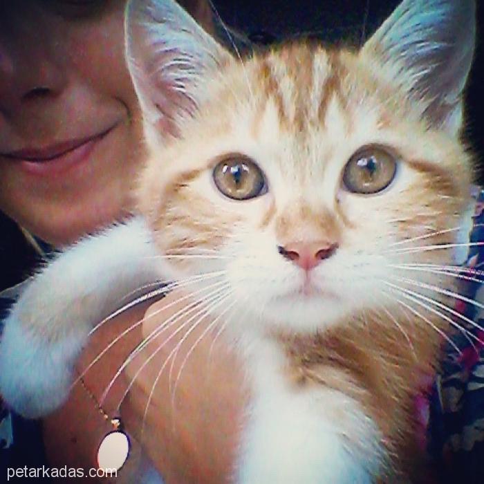 4 Aylık İran Kırması Tatlı Lokmacık Yuva Arıyor, , Ücretsiz Kedi