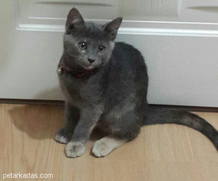7 Aylık British Shorthair Kırması, , Ücretsiz Kedi, İstanbul