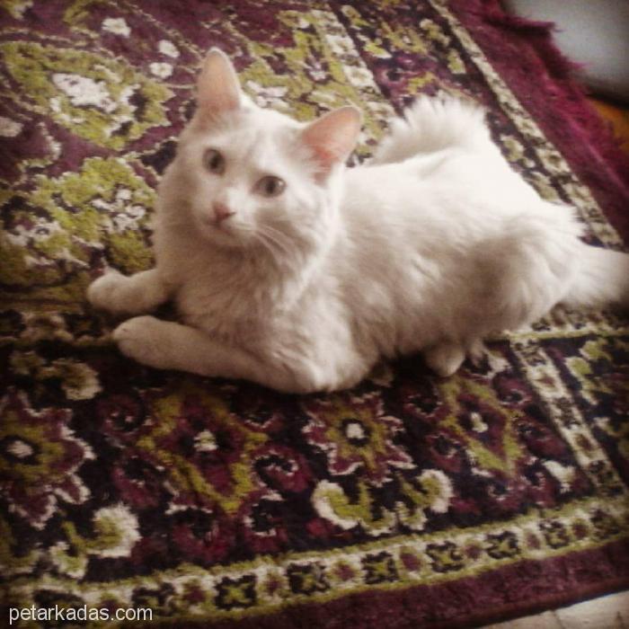 Safkan Ankara(Angora) Kedisi 7 Aylık Erk, Ücretsiz Kedi, Afyon