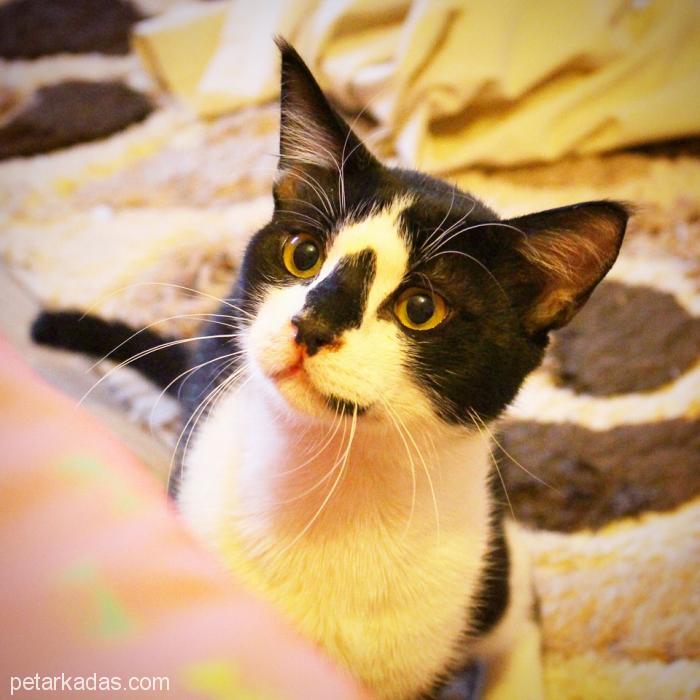 Çok Uysal Sevecen Mırıl Mırıl Şapşik Suratlı Akıllı Bıdık Smokin Kedi