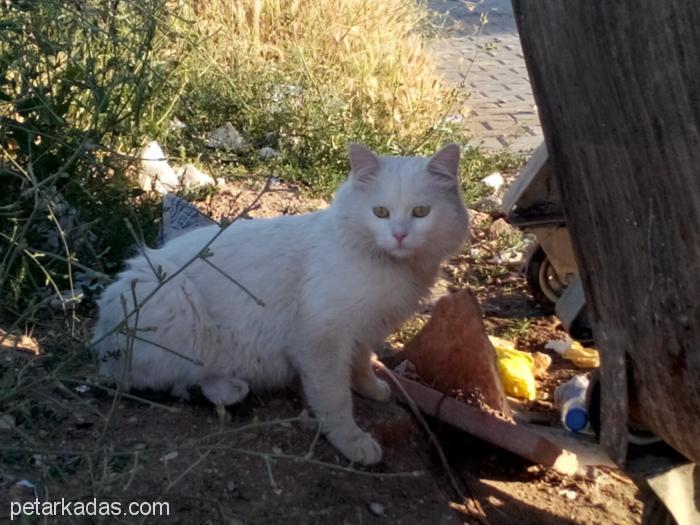 Harika Ankara Kedisi, K, Ücretsiz Kedi, Kırıkkale