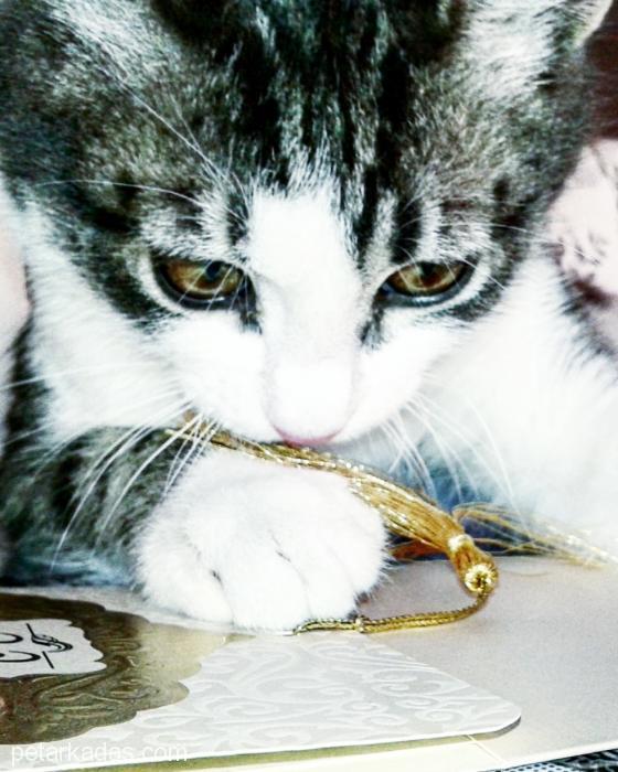 Kedimi Sahiplendiriyoru, Ücretsiz Kedi, Ankara