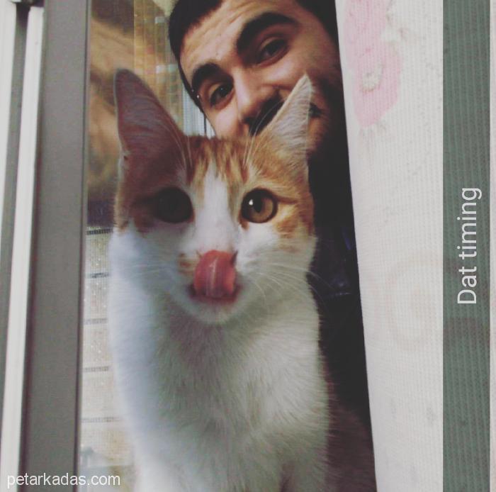 Çikapu Yeni Evini Arıy, Ücretsiz Kedi, Sivas