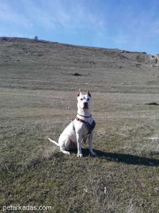 Dogo Arjantin Cinsi Köpeğime Bir Süreliğine Yuva Arıyoru, Ücretsiz