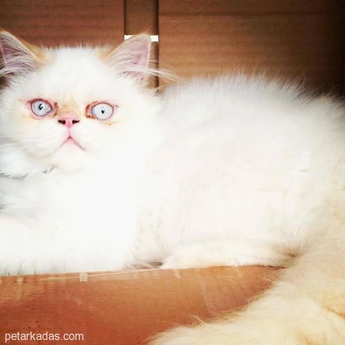 Erkek , 1,5 Yaşında Beyaz Tüylü Mavi Gözlü İran Kedisi, Ücretsiz Kedi