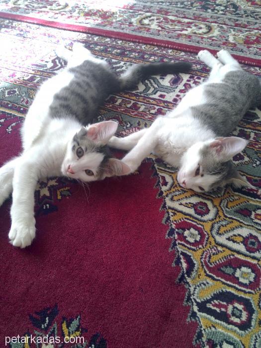 Kediciklerim, Ücretsiz Kedi, Aksaray