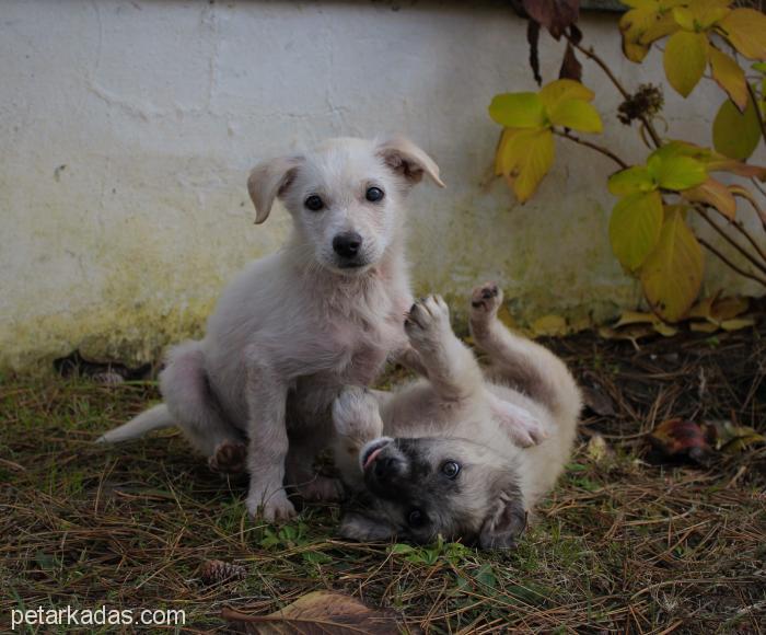 2.5 Aylık Labrador Mix Bebek Ömürlük Yuvasını Arıyor, Ücretsiz Köpek